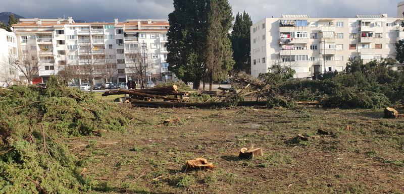 Zasadiće nove čemprese