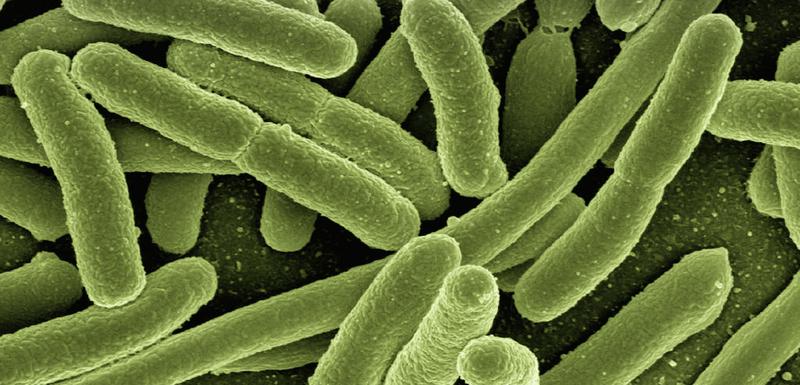 Eschericha coli
