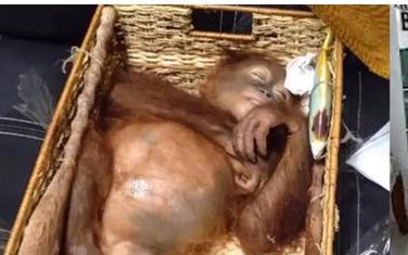 Orangutan