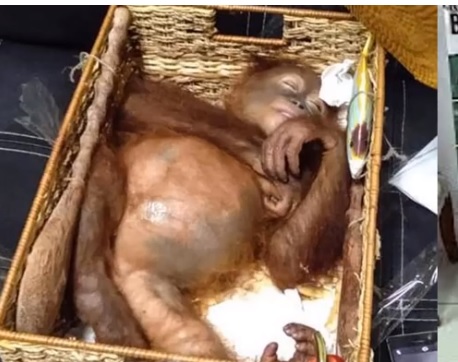 Orangutan