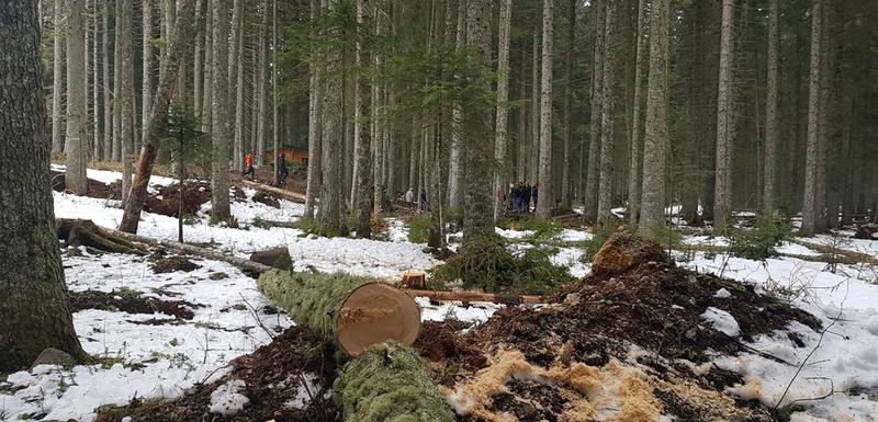 Nastaviće borbu protiv sječe