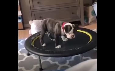 buldog