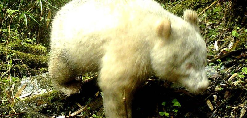 Džinovska albino panda