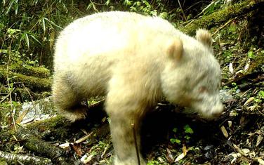 Džinovska albino panda