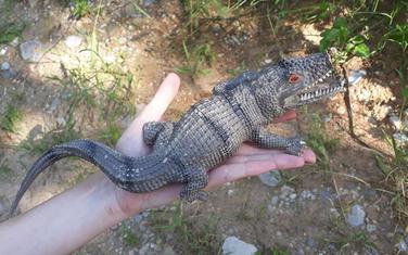 "Krokrodil sa Gorice"