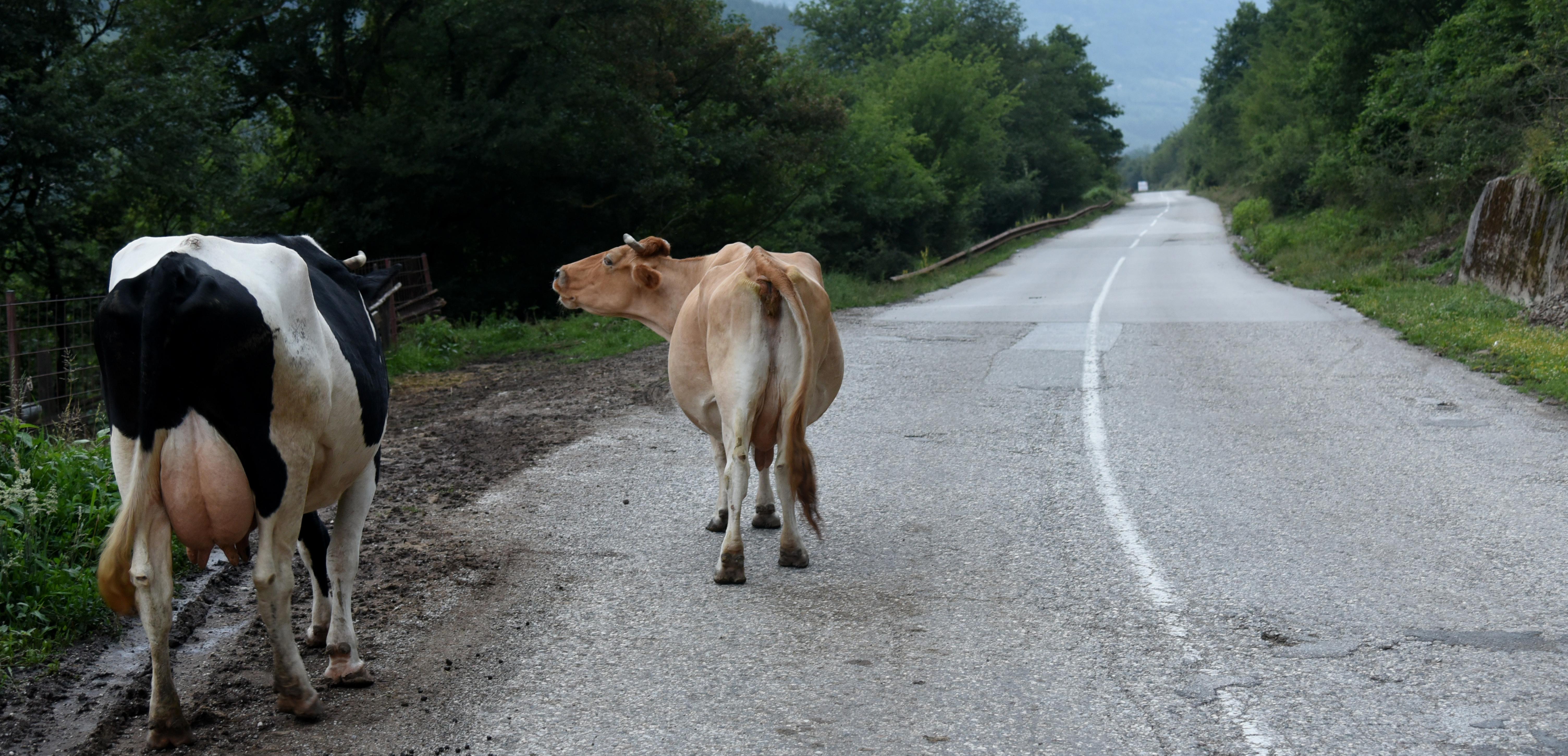 Životinje na putu