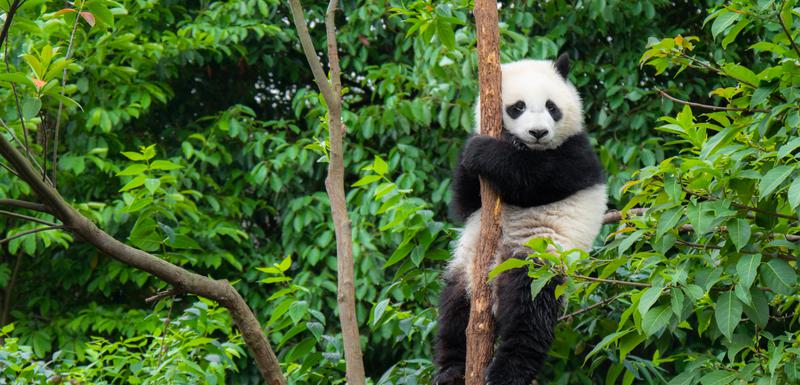 Panda: Ilustracija