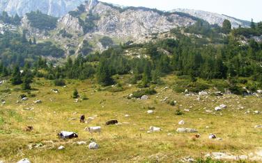 Hajla