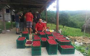 Još nema dogovora, a maline zrele