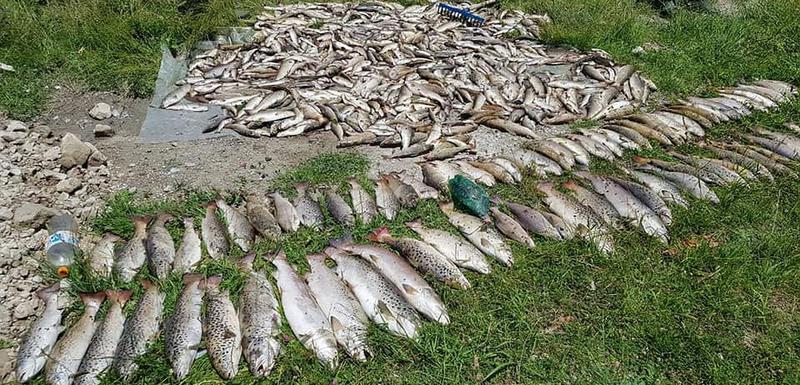 Prikupljena riba nakon ekološkog incidenta