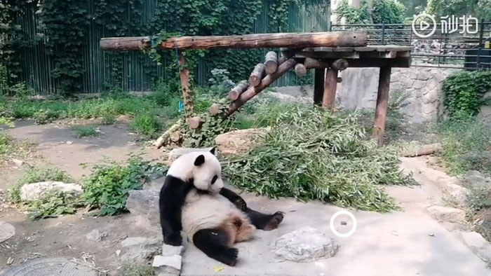 Panda odmarala kada je počelo da leti kamenje