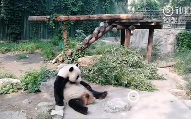Panda odmarala kada je počelo da leti kamenje