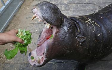 29-godišnji Pigmi ima apetit