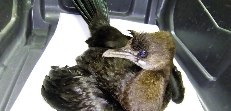 Uspavani kormoran nije morao biti i mučen da ima nadležnosti institucija, tvrde aktivisti