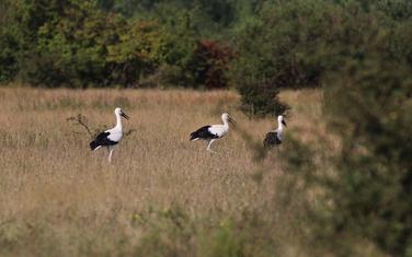 Tri mlada rodana su u aktivnoj potrazi za hranom