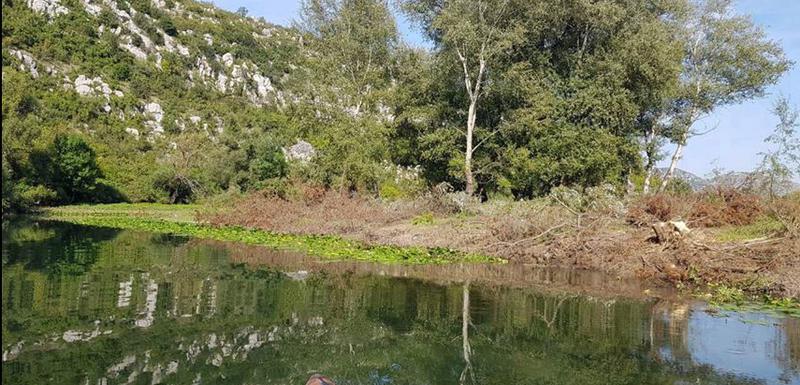 Posječena drva