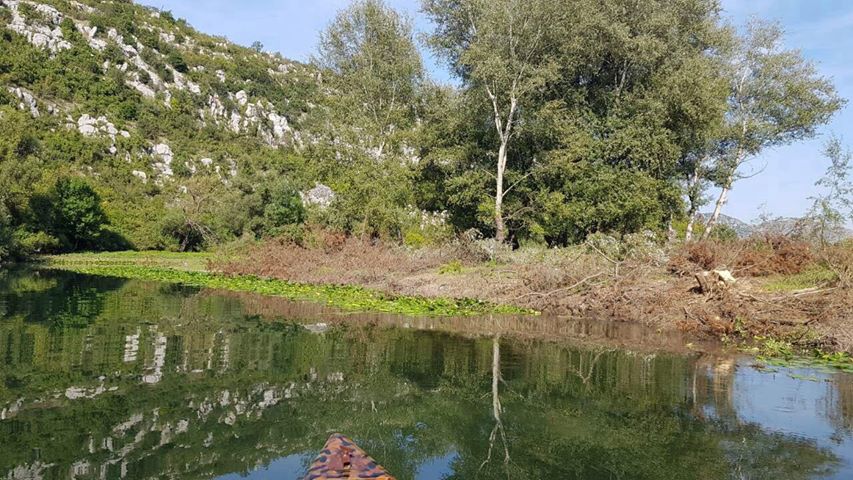 Posječena drva