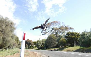 Svrake često napadaju bicikliste i prolaznike u Australiji