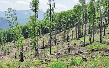 Opustošena šuma u Gradišnici