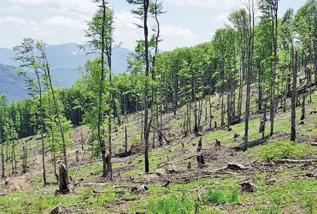 Opustošena šuma u Gradišnici