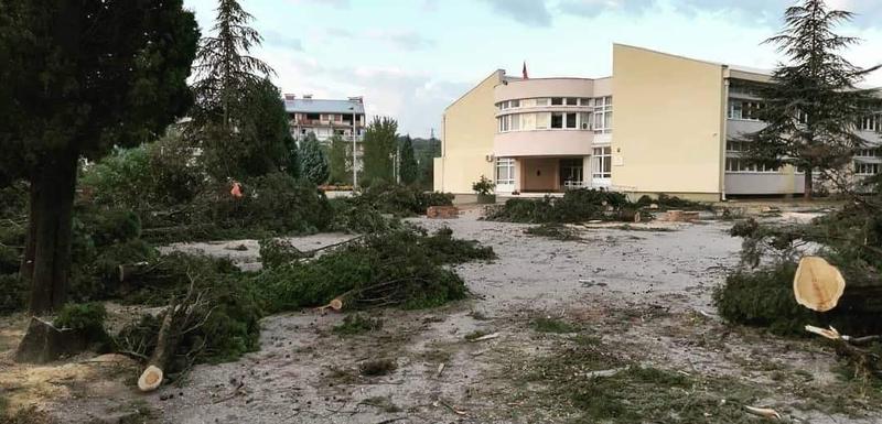 Posječeni čempresi u Spužu