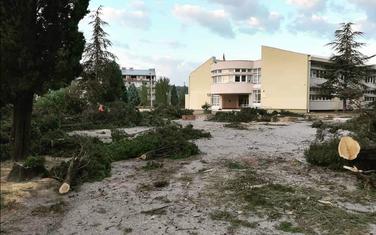 Posječeni čempresi u Spužu