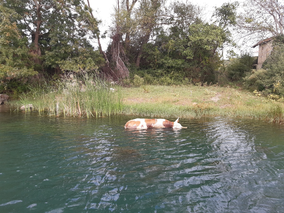 Uginule životinje u rijeci
