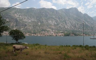 Pogled sa Glavata na Dobrotu
