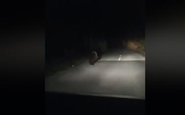Medvjed na putu kod Pljevalja