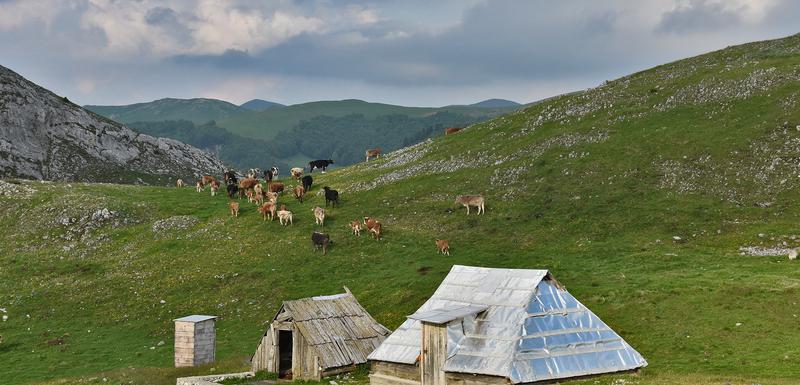 Sinjajevina