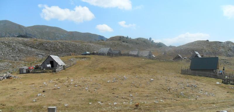 Sinjajevina
