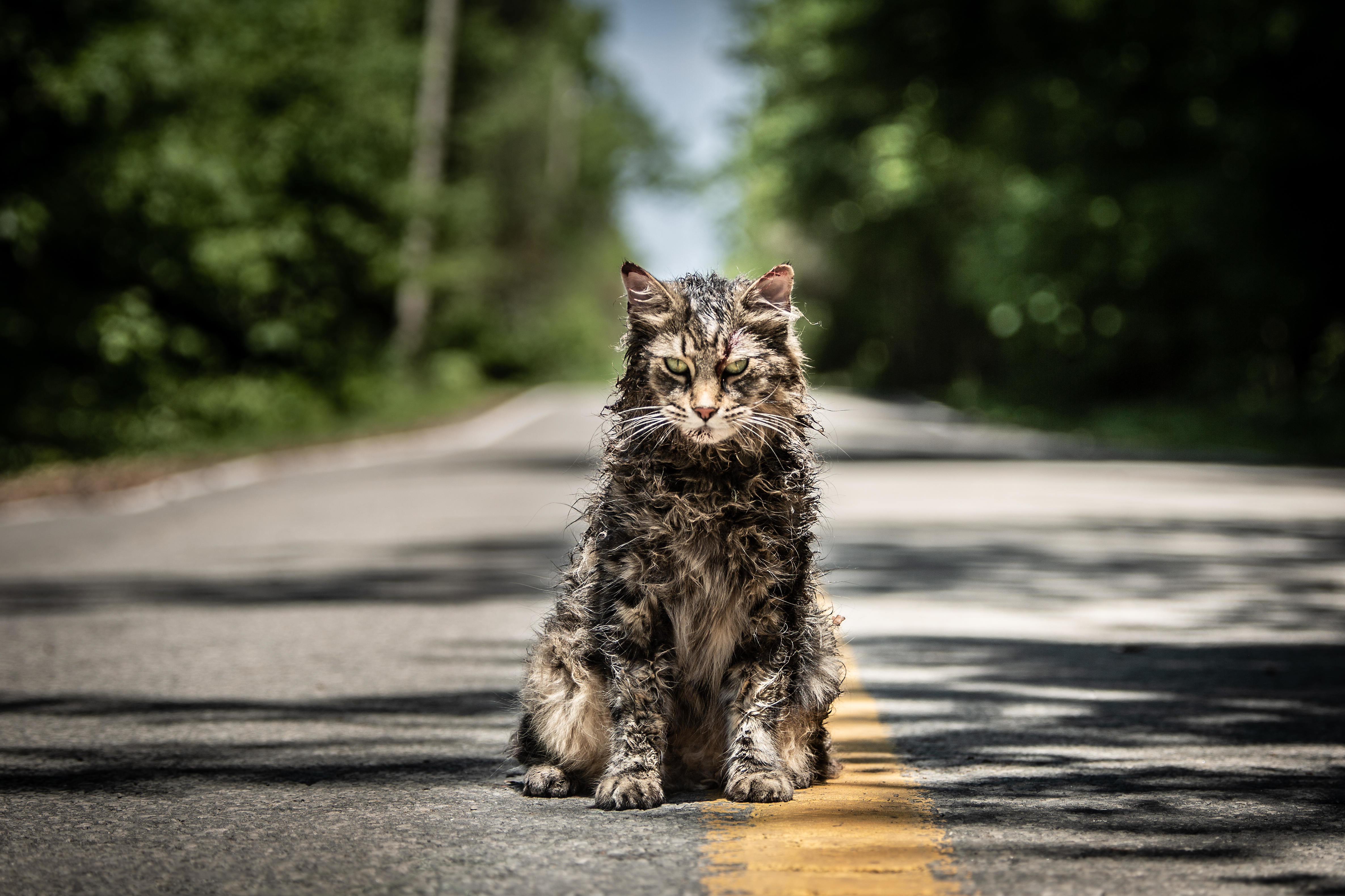 “Pet Sematary”