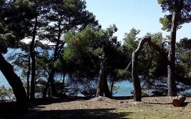 Borova šuma u Ulcinju