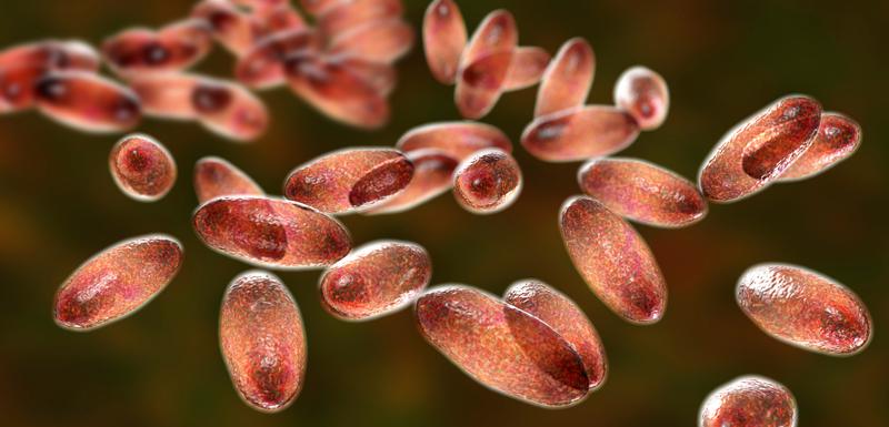 Bakterija Jersinija pestis koja izaziva kugu
