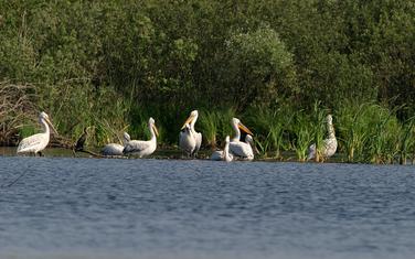 Pelikani u NP Skadarsko jezero