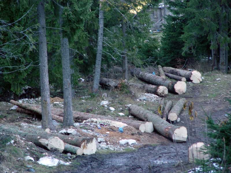 Uništavanje šume u Nacionalnom parku Durmitor