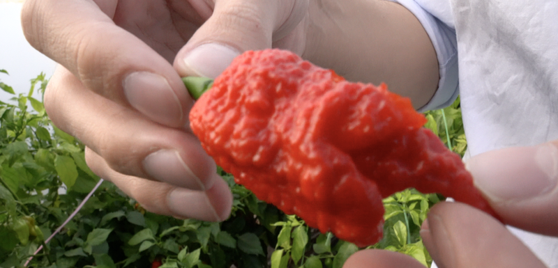 Ukrštena vrsta paprika Karoline riper i Big blek mama