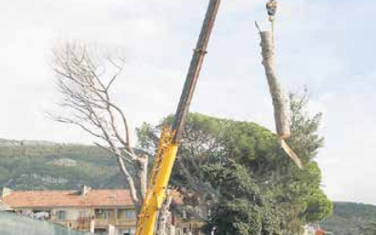 Posječena pinija u Tivtu