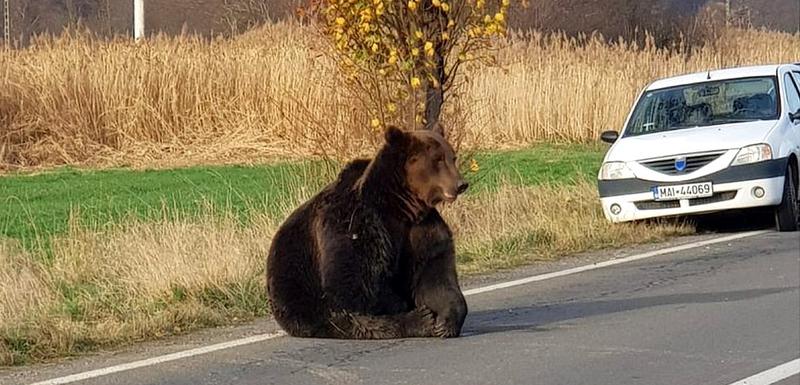 U Rumuniji je u porastu broj medveda i napada