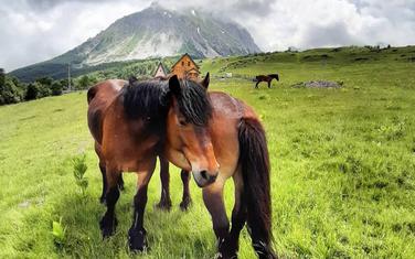 Konačno zaštićeni: Komovi