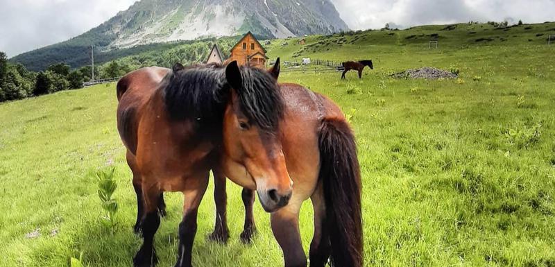 Konačno zaštićeni: Komovi