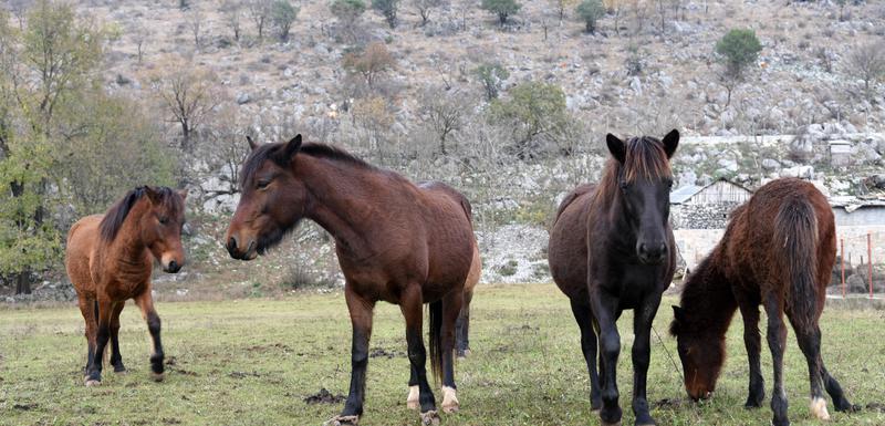 Konji na imanju Radulovića u Lužnici