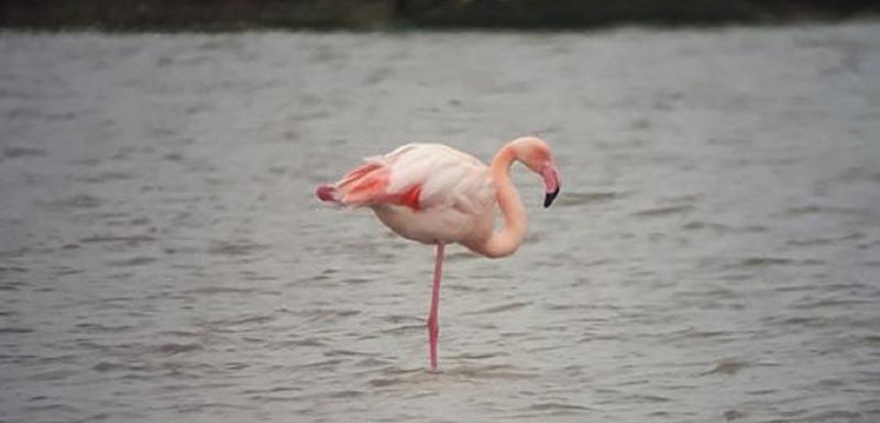 Flamingos sa Ulcinjske solane