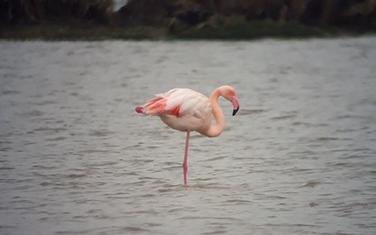 Flamingos sa Ulcinjske solane