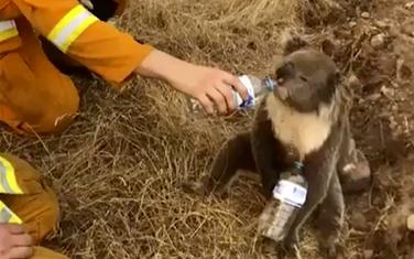 Jedna od spašenih koala tokom požara