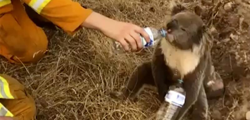 Jedna od spašenih koala tokom požara
