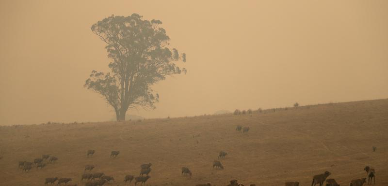 Australiju pogodili nezapamćeni šumski požari