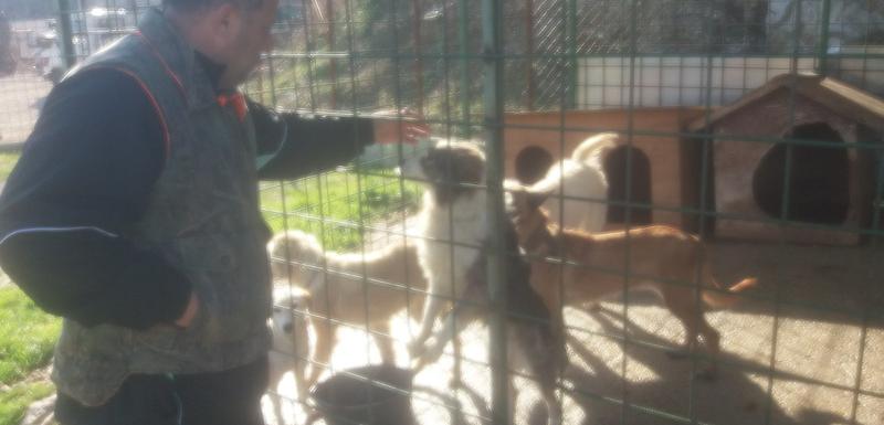Azil za pse u Ulcinju