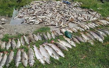 Dio uginule ribe iz rijeka nakon incidenta