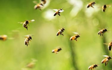 Foto - Shutterstock